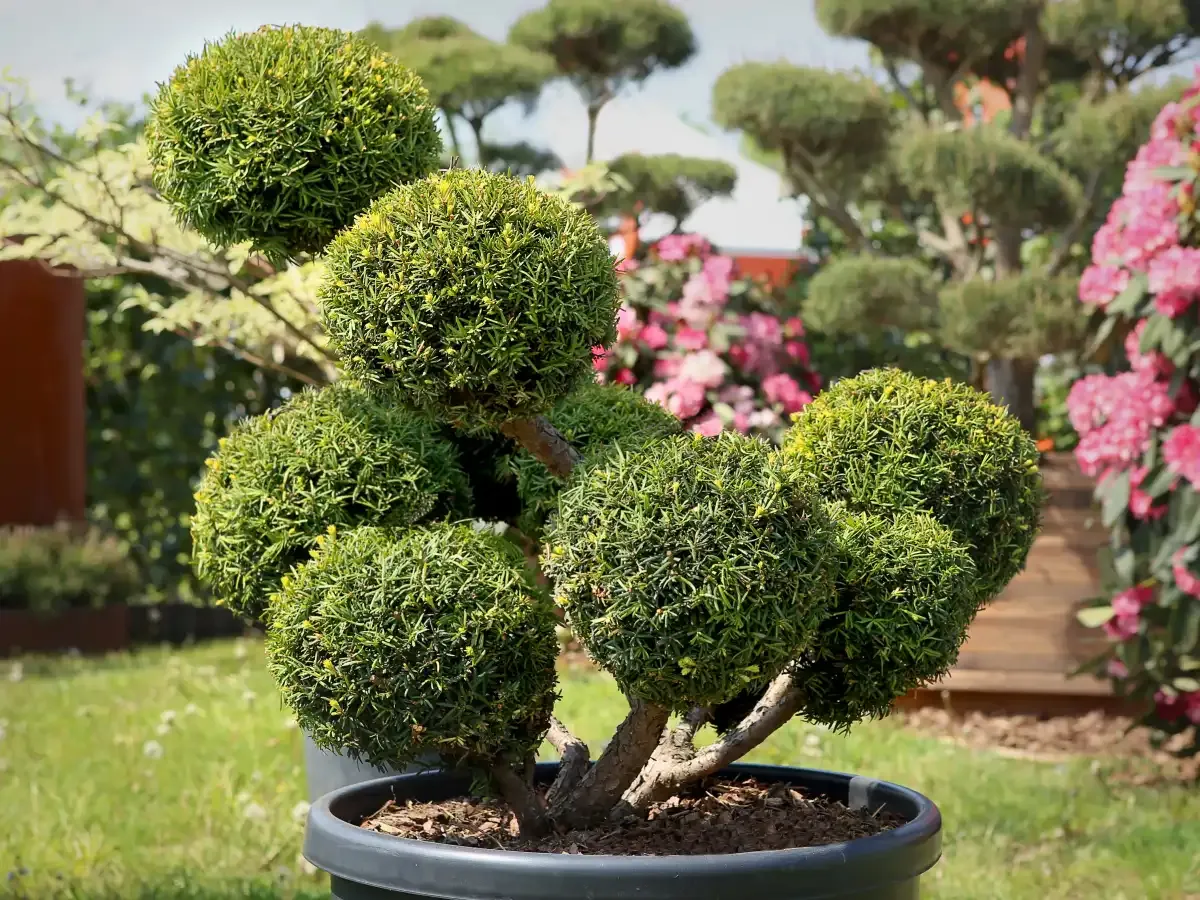 duża donica przed domem aranżacje całoroczne