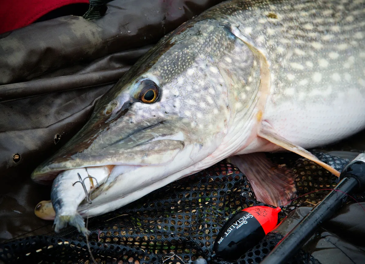 Zdjęcie Die besten Köder für Hecht: So fängst du garantiert mehr Fische