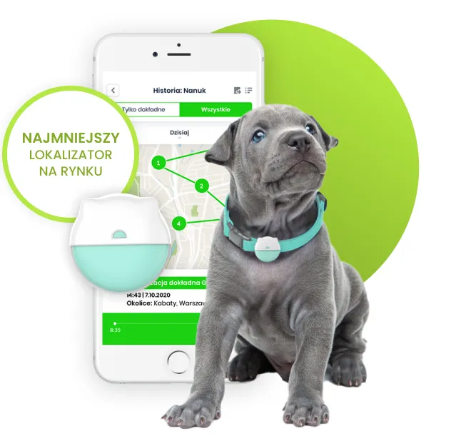 Lokalizator GPS na obroży małego psa jak york lub maltańczyk