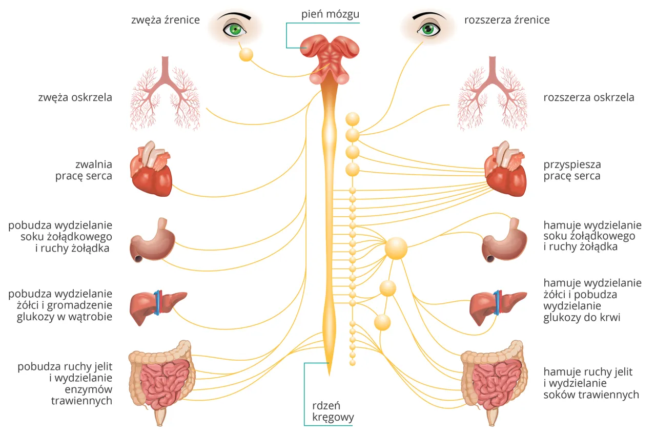 Anatomia układu nerwowego schemat