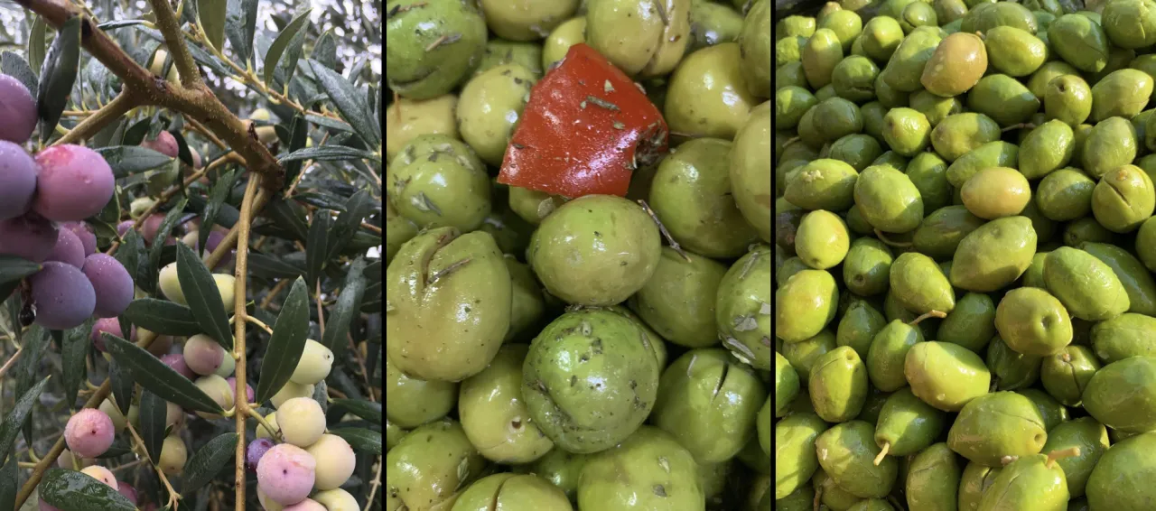 r&oacute;żne odmiany oliwek w Grecji Hiszpanii Włoszech