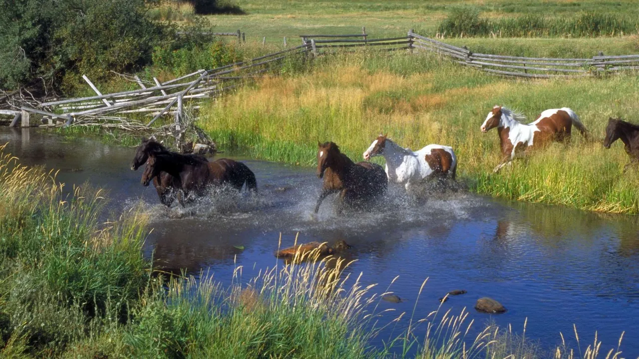 Jazda konna dla dzieci Lubuskie