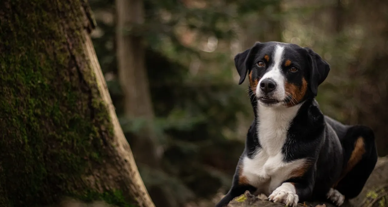 Pies z gęstą sierścią na spacerze w lesie
