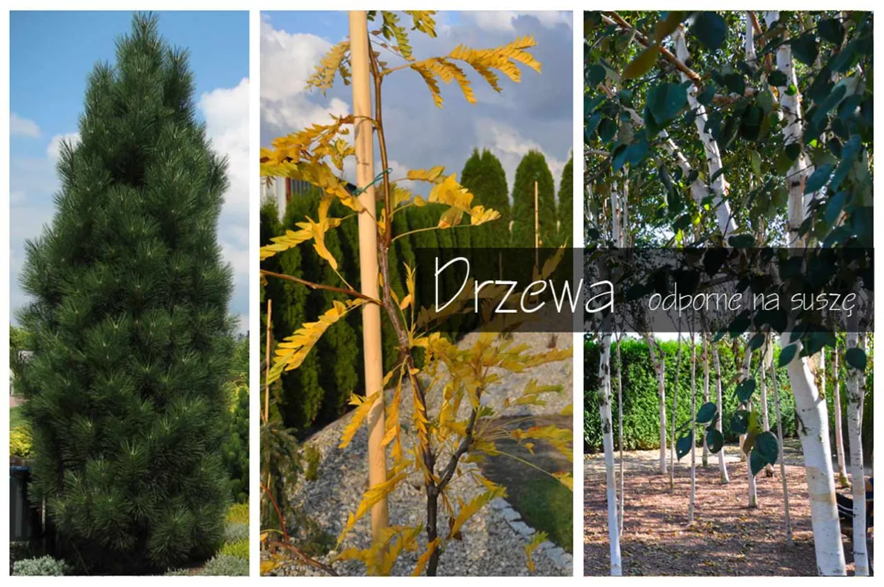 drzewa odporne na suszę