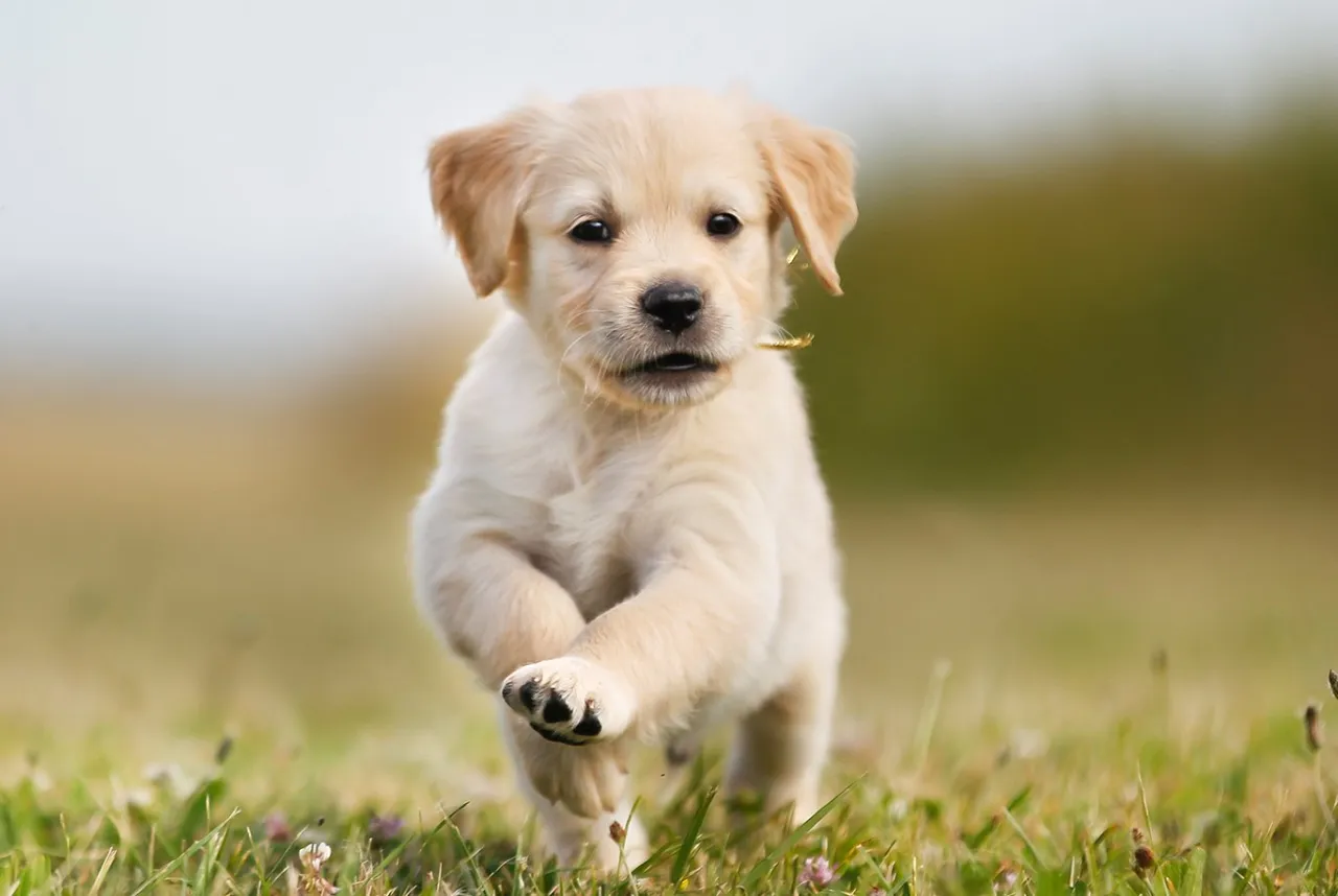 zdrowy szczeniak golden retriever