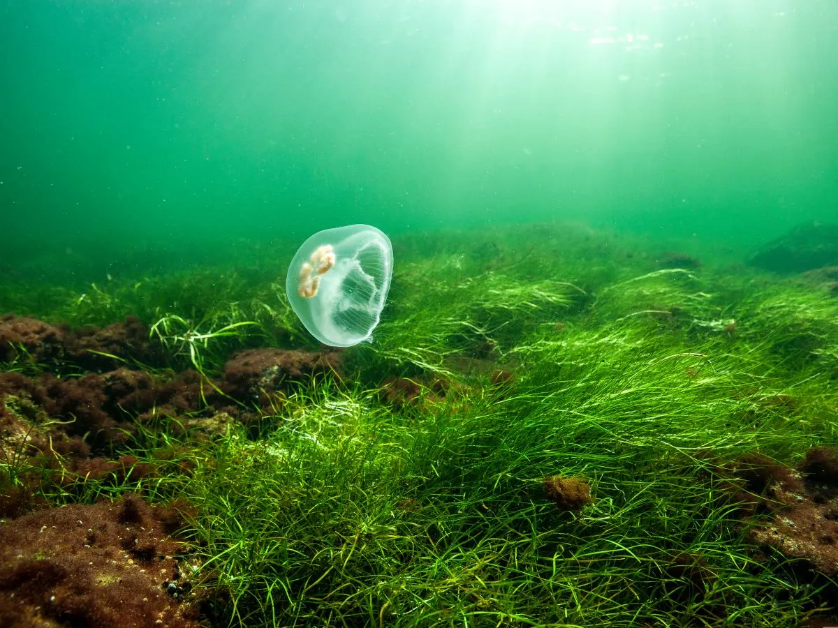 Zakwity meduz Bałtyk zmiany klimatu eutrofizacja