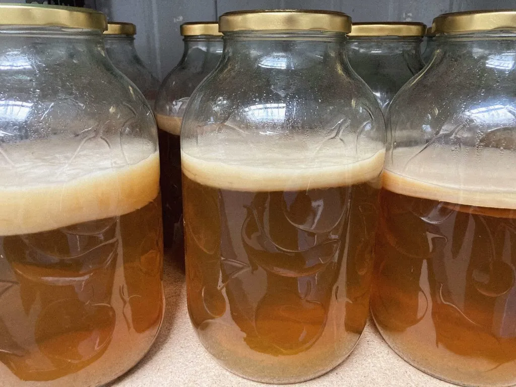 proces fermentacji kombuchy