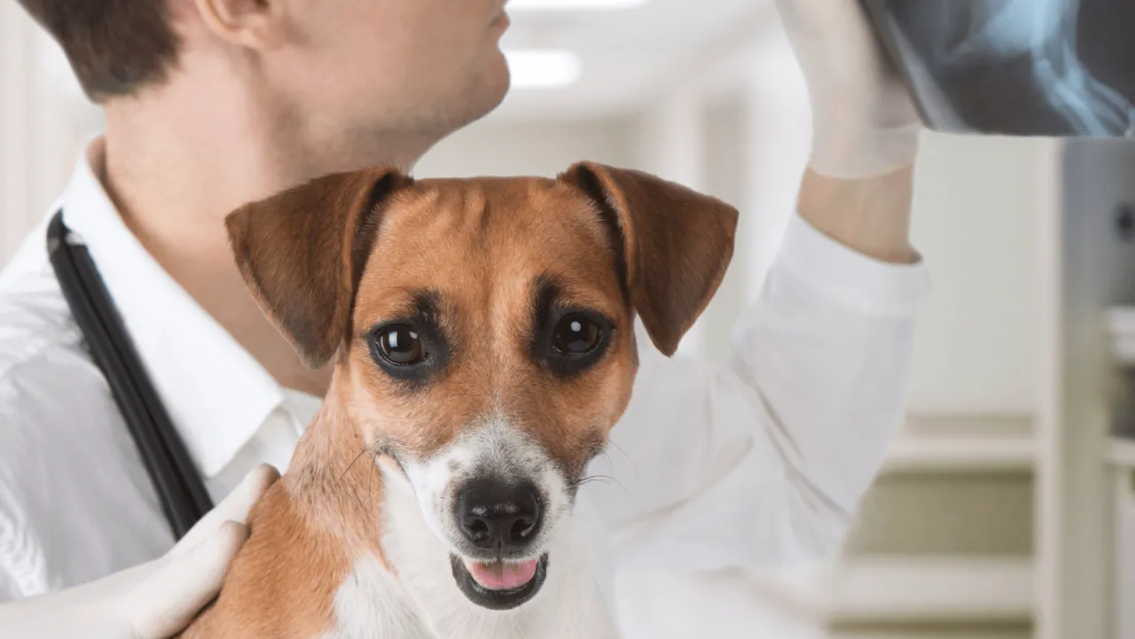 pies zaniepokojony właściciel weterynarz