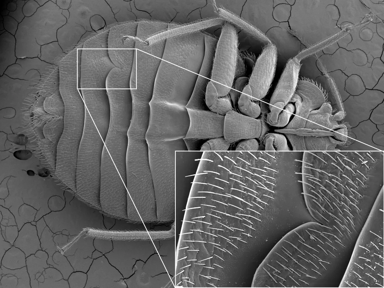 pluskwy domowe kopulacja traumatyczna inseminacja