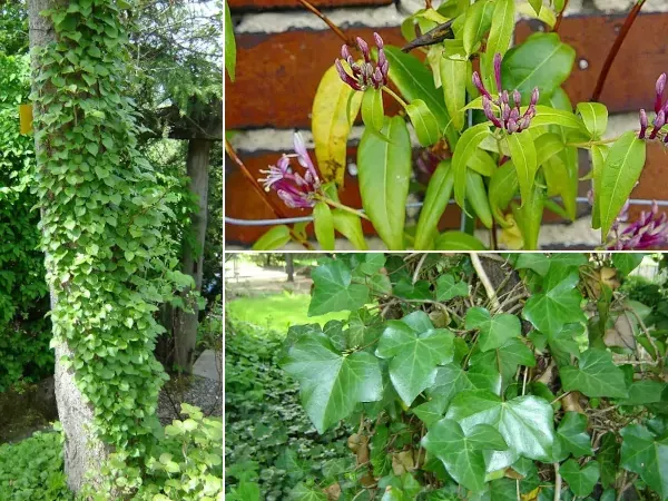 pnącza zimozielone do cienia na balkon
