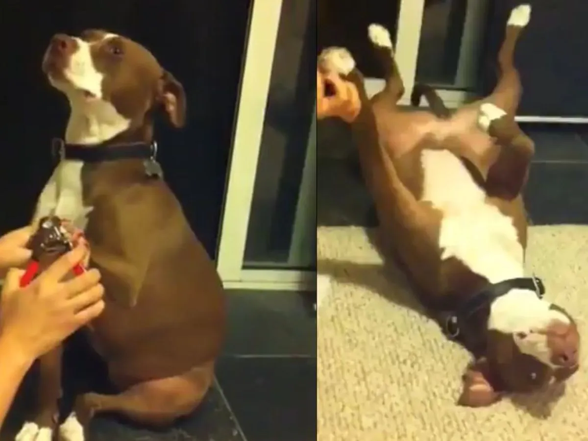 pies oswajany z obcinaniem pazurów