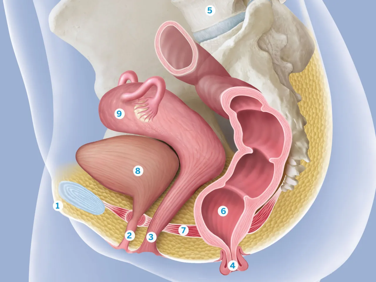 Person identifiziert Beckenbodenmuskeln