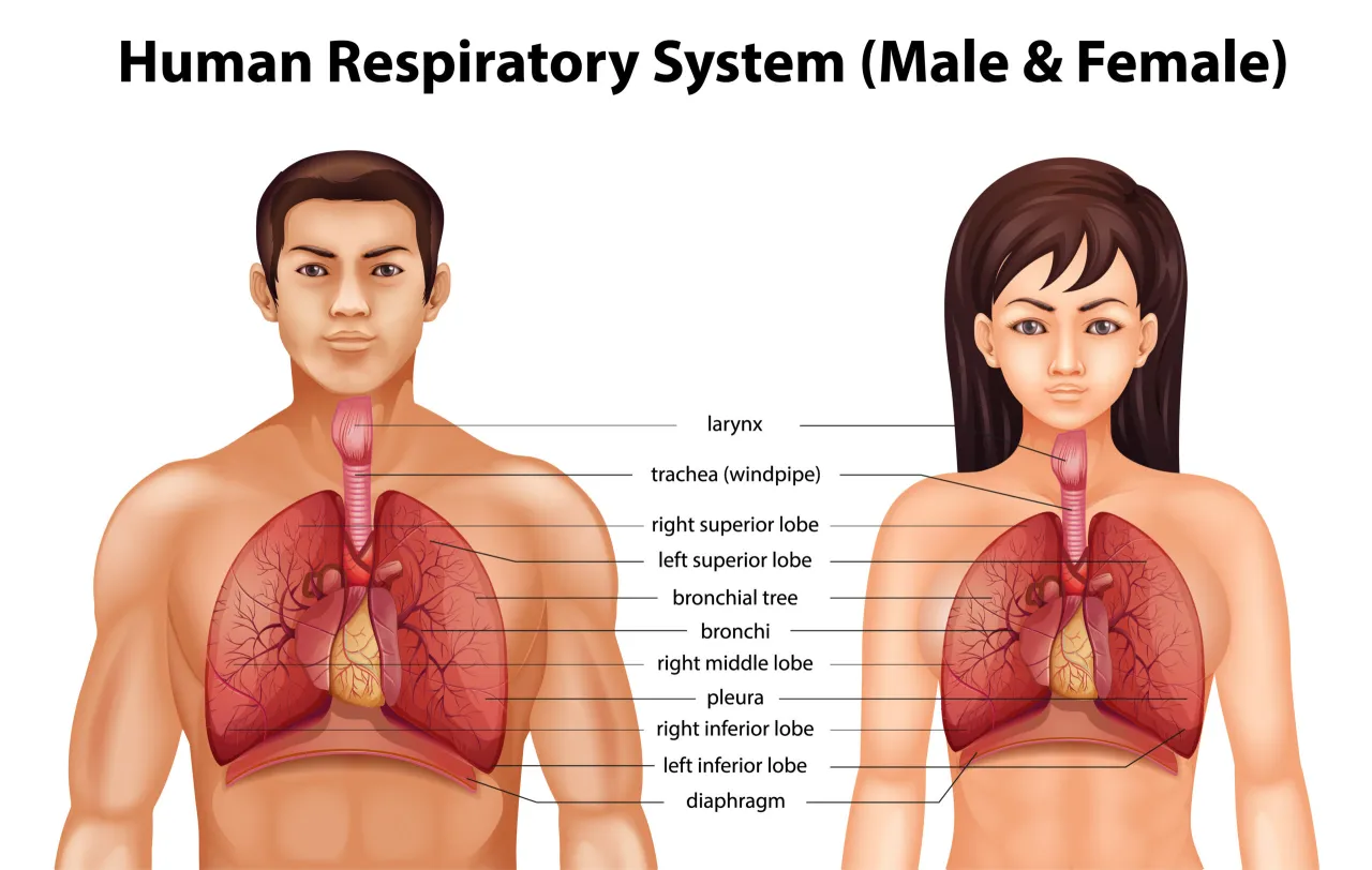 kobieta oddychająca przeponowo leżąc, ręka na brzuchu