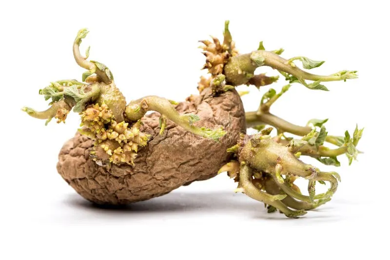 surowy ziemniak z zielonymi kiełkami na białym tle