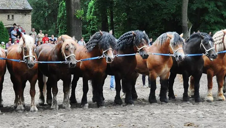 Stadnina Koni Jomir Nowe Jankowice