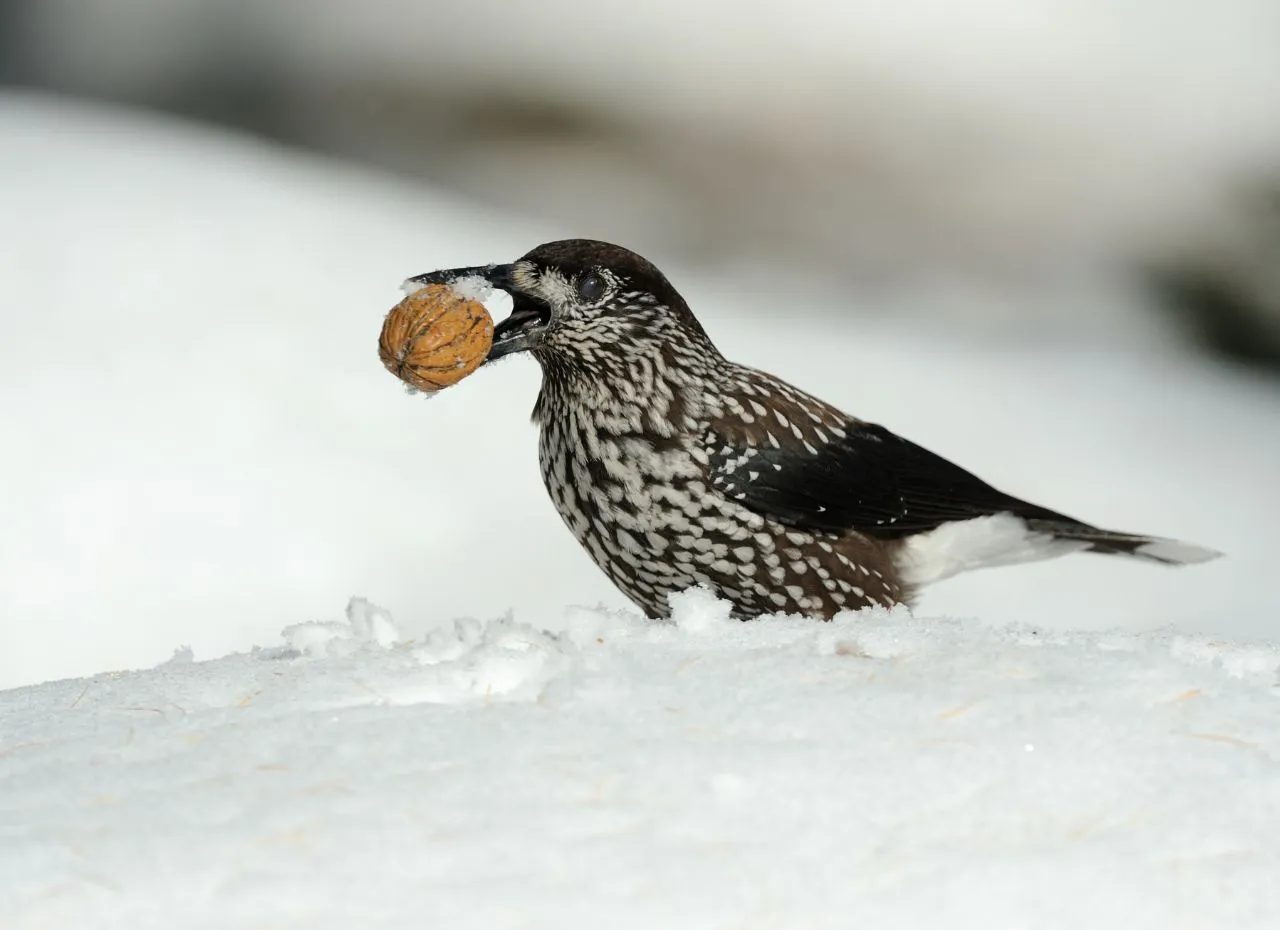 gatunki ptaków jedzące orzechy w Polsce