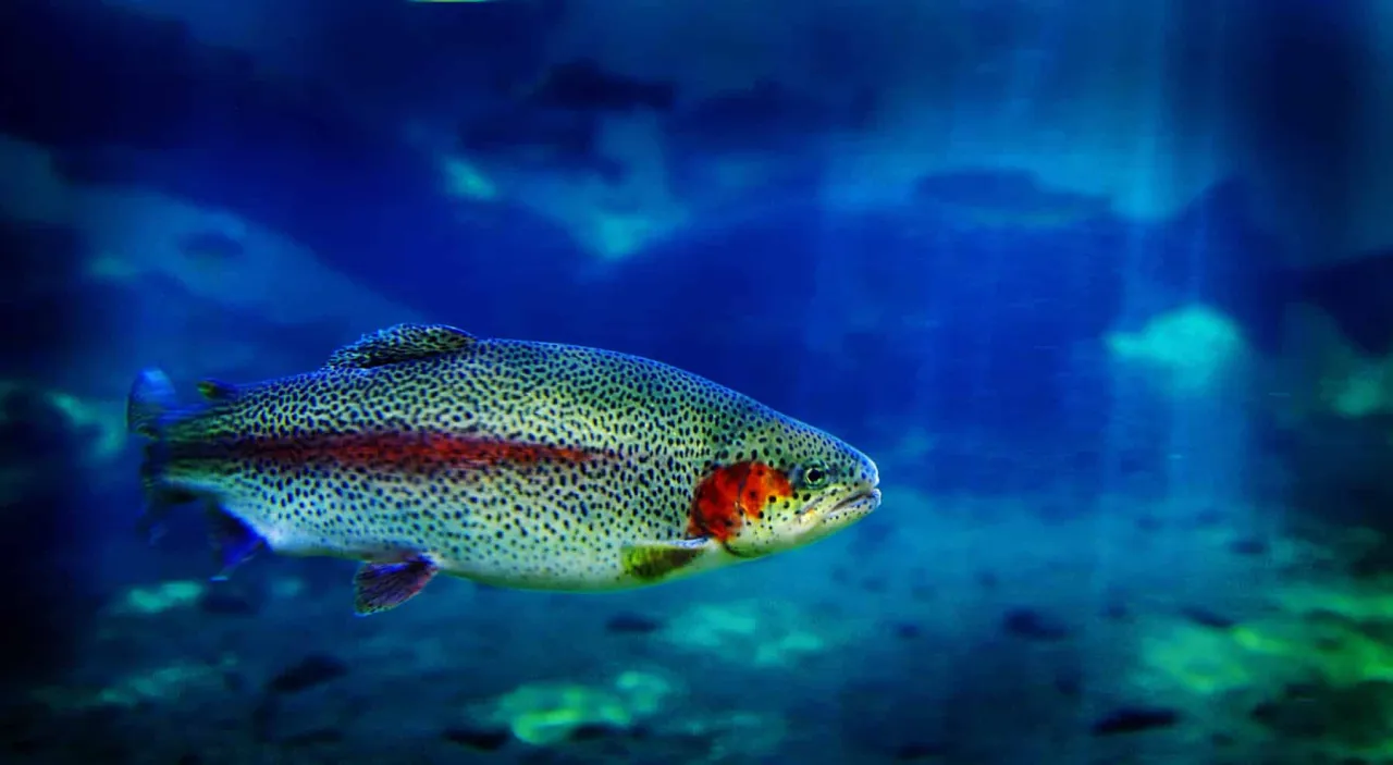 Pstrąg tęczowy w wodzie, znany z bogatych pstrąg wartości odżywcze.