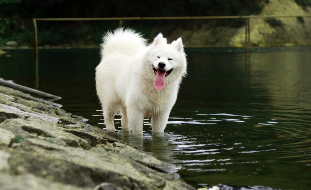 Uśmiechnięty samoyed w wodzie, jego gęsta, biała sierść lśni w słońcu.
