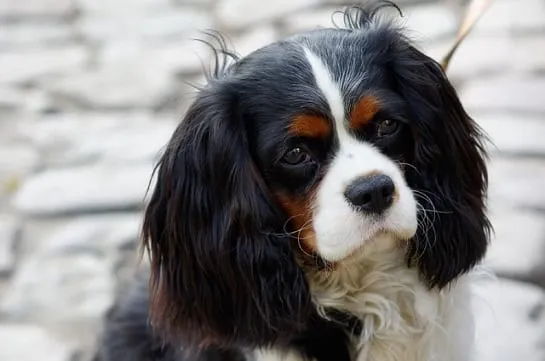 Zdjęcie Cavalier King Charles Spaniel: Sierść czy włos? Poznaj różnice i pielęgnację
