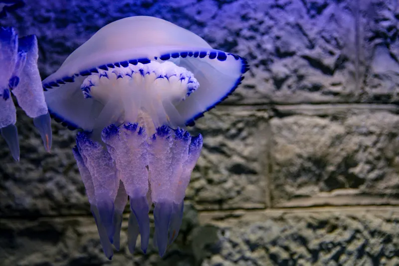 Zdjęcie Oceanarium Chorwacja: Fascynujące gatunki i atrakcje w Puli