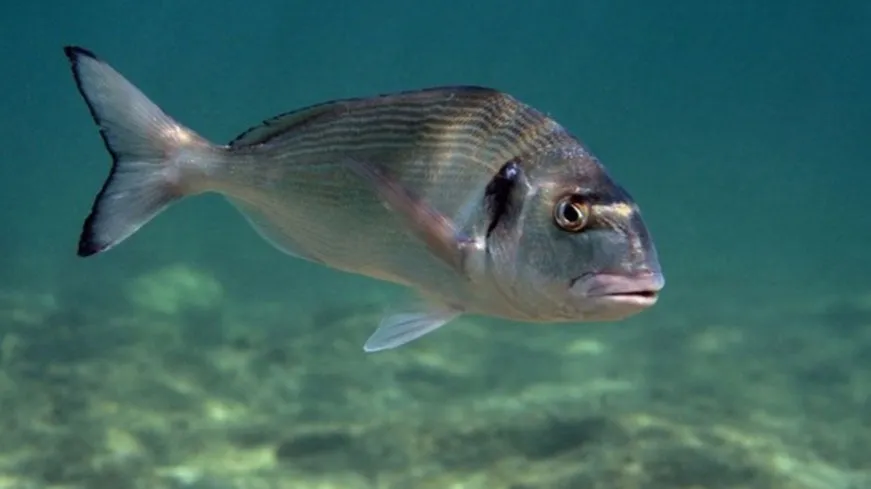 Zdjęcie Die besten Köder für Dorade: So fängst du garantiert mehr Fische