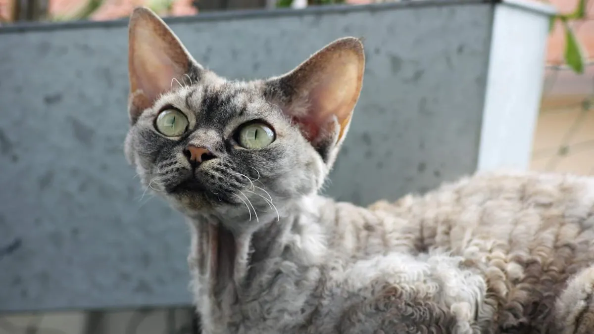Zdjęcie Devon Rex cat – unikalny kot o niezwykłej osobowości i pielęgnacji