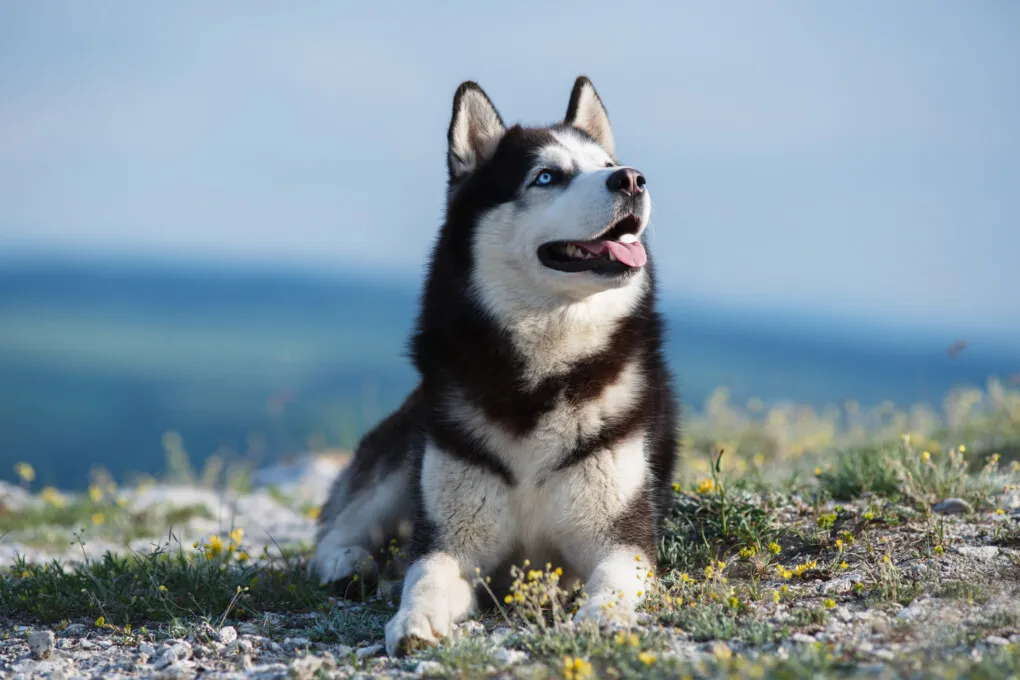 Zdjęcie Czy husky jest dobry dla dzieci? Wady i zalety tej rasy w rodzinie
