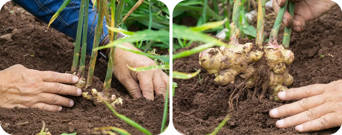 Zdjęcie Kiedy sadzić imbir, aby uniknąć nieudanych zbiorów w Polsce