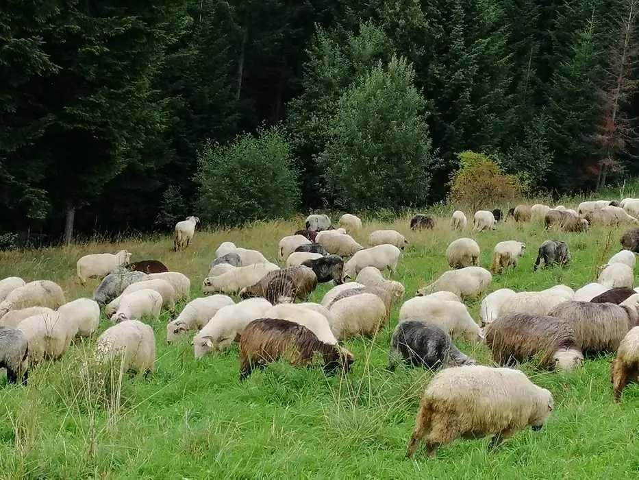 Zdjęcie Gdzie kupić jagnięcinę? Odkryj najlepsze miejsca i oferty