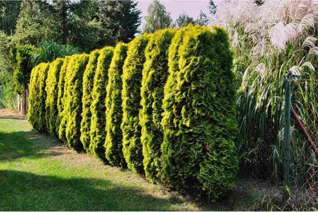 Zdjęcie Jak przycinać tuje? Poradnik krok po kroku dla pięknego żywopłotu