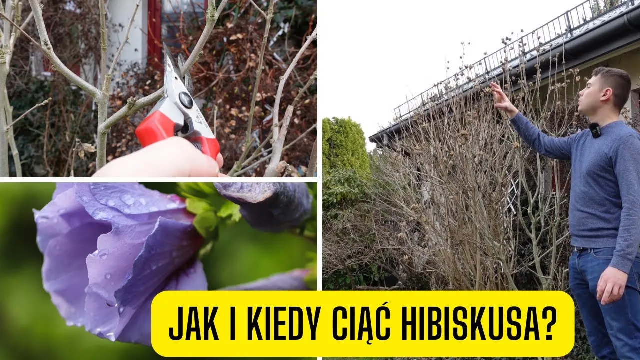 Zdjęcie Jak przycinać hibiskusa ogrodowego, aby zwiększyć kwitnienie i zdrowie rośliny