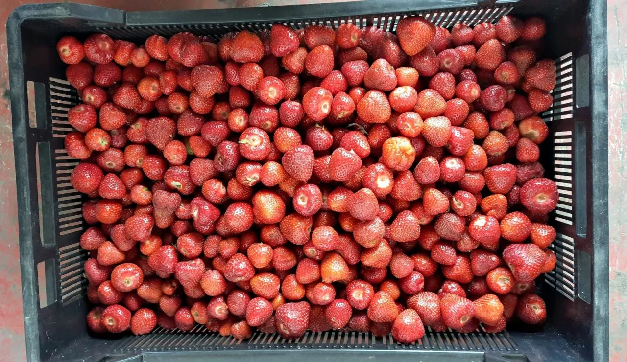 Zdjęcie Sezon na truskawki kiedy się kończy - nie przegap ostatnich dni!