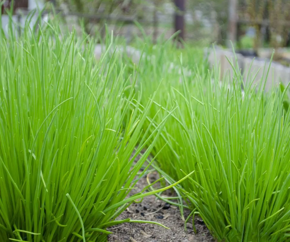 Zdjęcie Kiedy sadzić szczypiorek do gruntu? Terminy, metody, porady