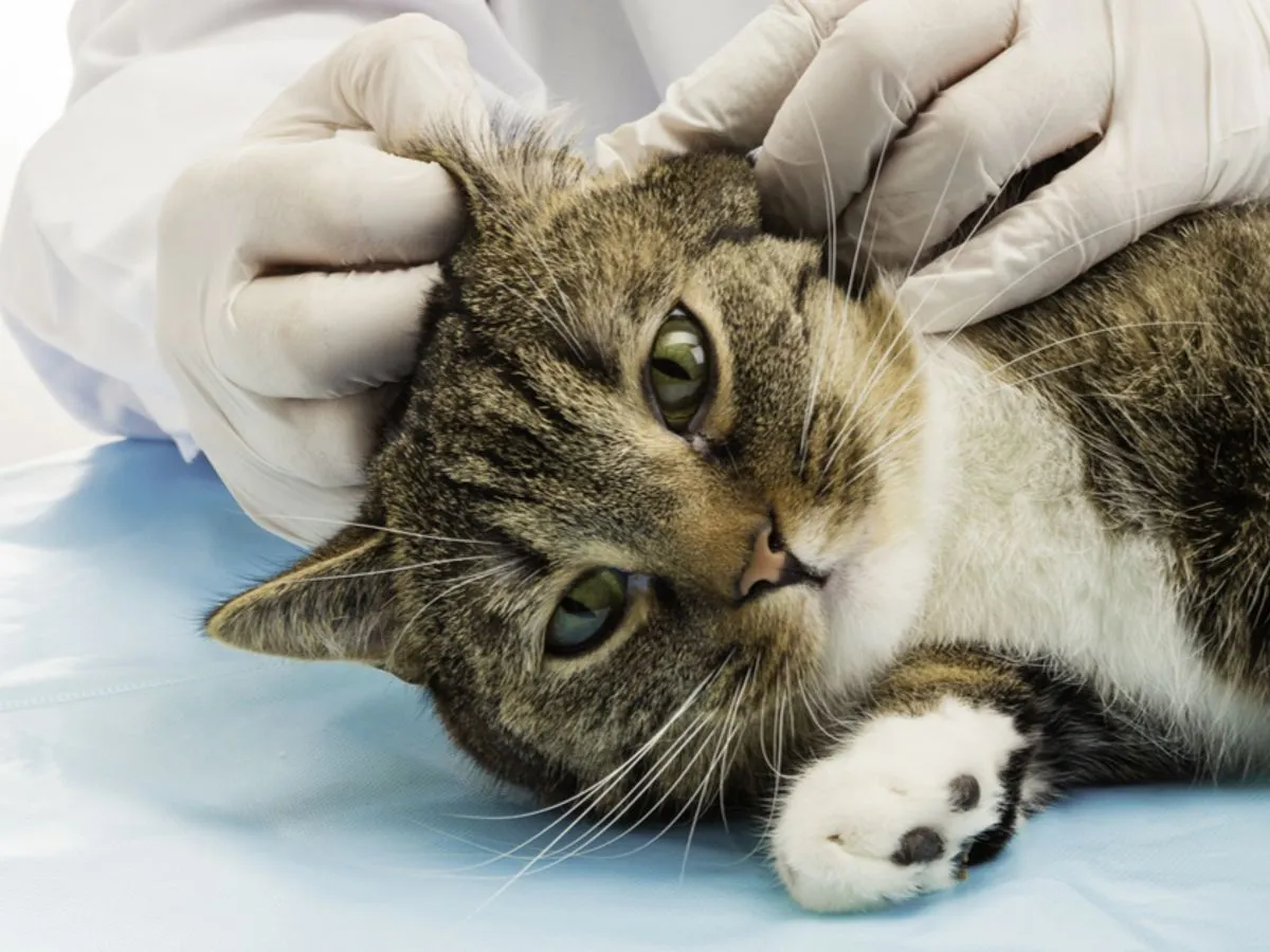 Zdjęcie Ohrmilben bei Katzen behandeln: Die besten Medikamente und Tipps