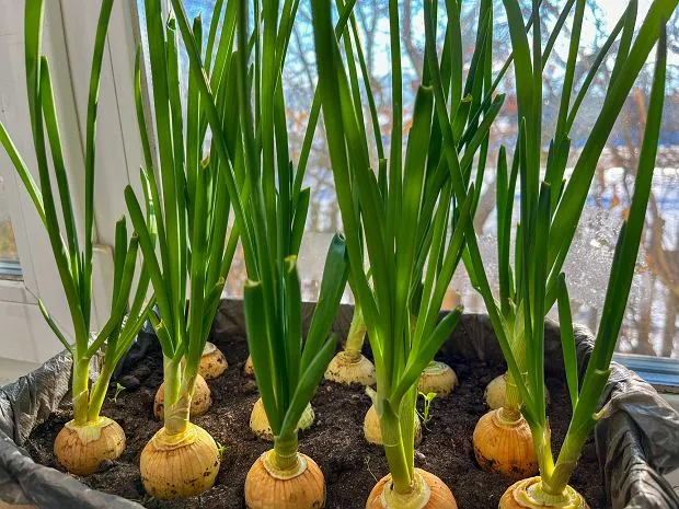 Zdjęcie Jak przycinać szczypiorek w doniczce? Sekret bujnych zbior&oacute;w