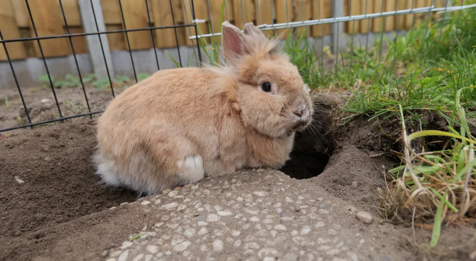 Zdjęcie Dlaczego króliki kopią w klatce? Zrozumienie ich naturalnych instynktów
