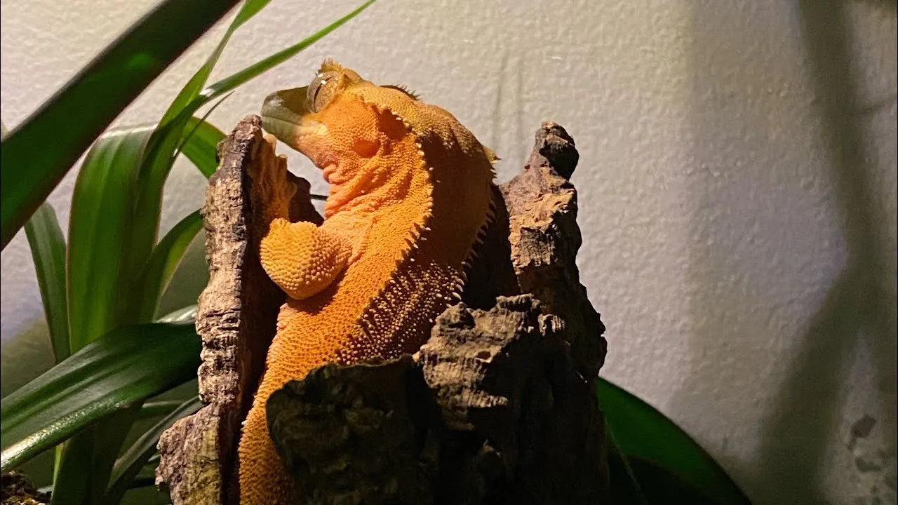 Zdjęcie Jak zrobić mokrą kryjówkę dla gekona, aby uniknąć problemów zdrowotnych