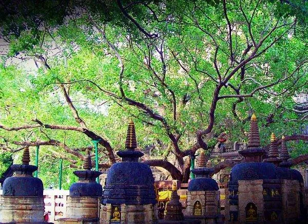 Zdjęcie Buddyzm indie: Jak ta alternatywna religia zmienia życie w Indiach
