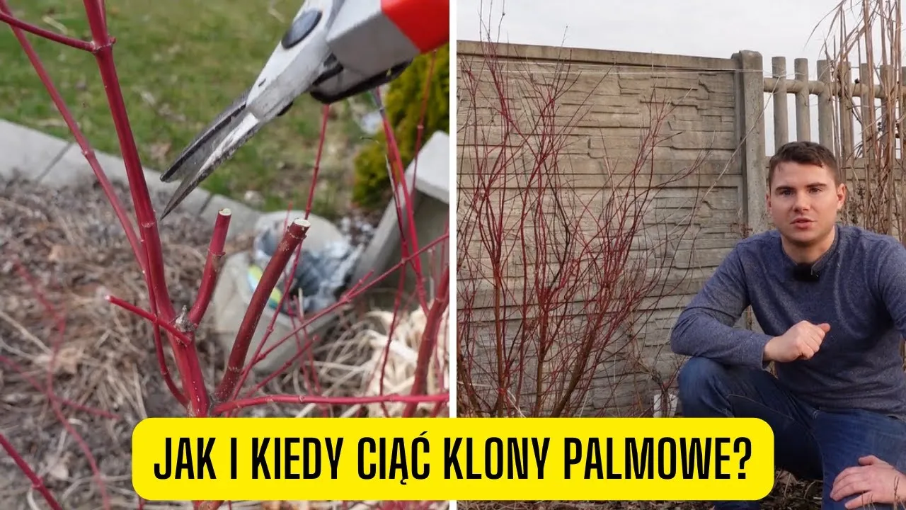 Zdjęcie Jak przycinać klon palmowy, aby uniknąć błędów i zachować zdrowie rośliny