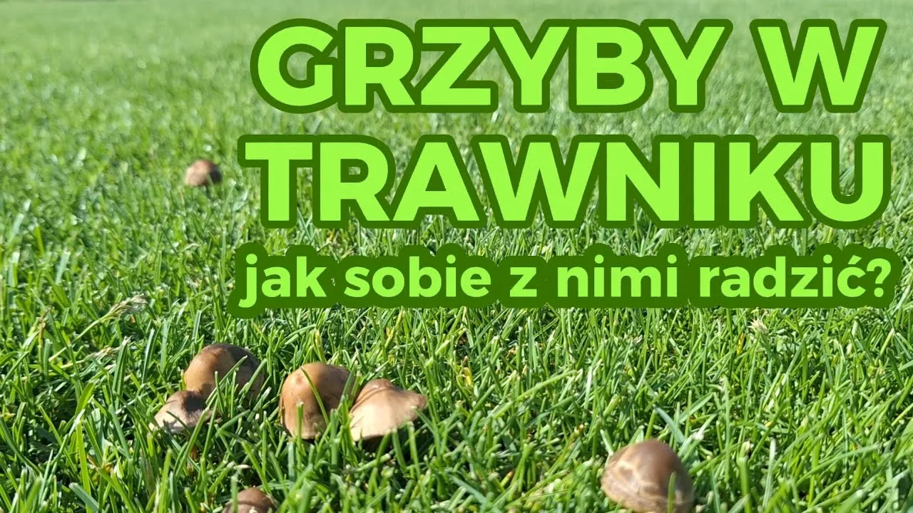 Zdjęcie Jak skutecznie usunąć grzyby z trawnika i przywrócić jego zdrowy wygląd