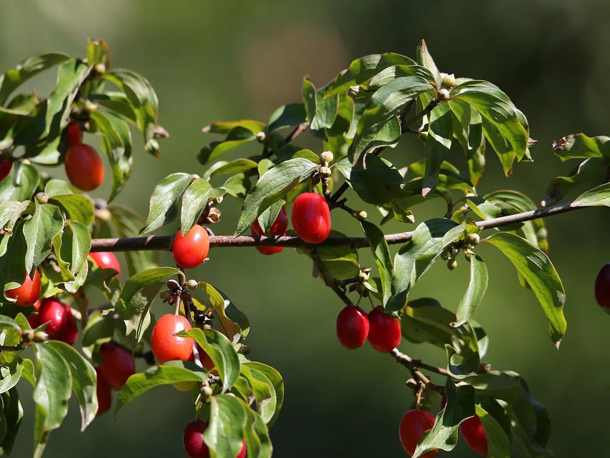 dojrzałe owoce derenia na krzewie