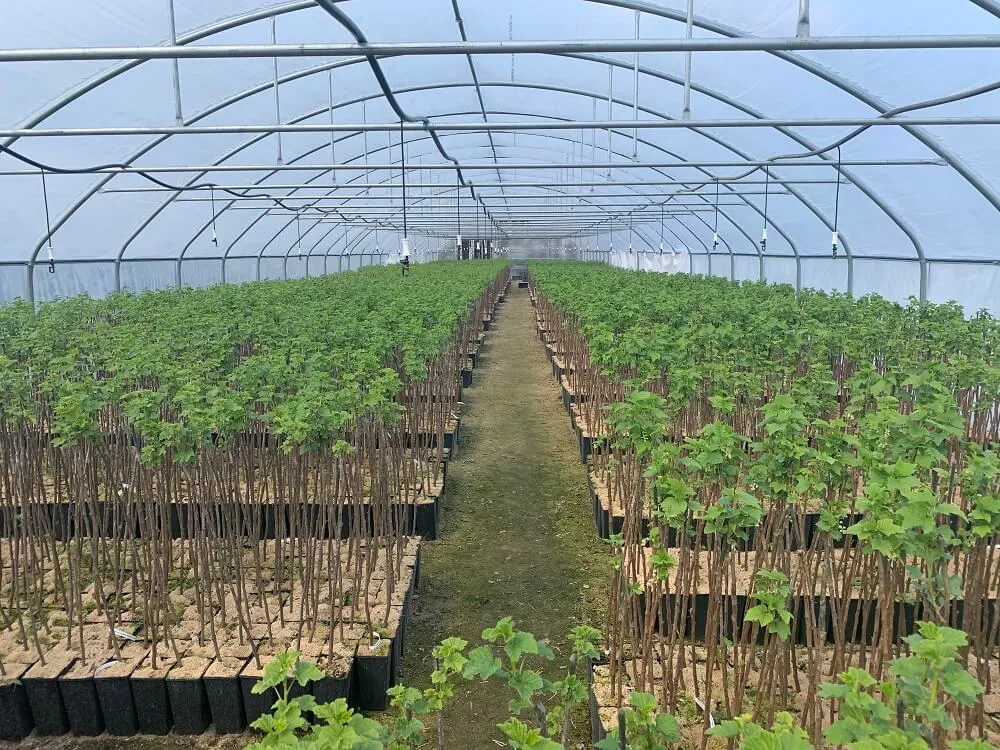 krzew czerwonej porzeczki sadzonki