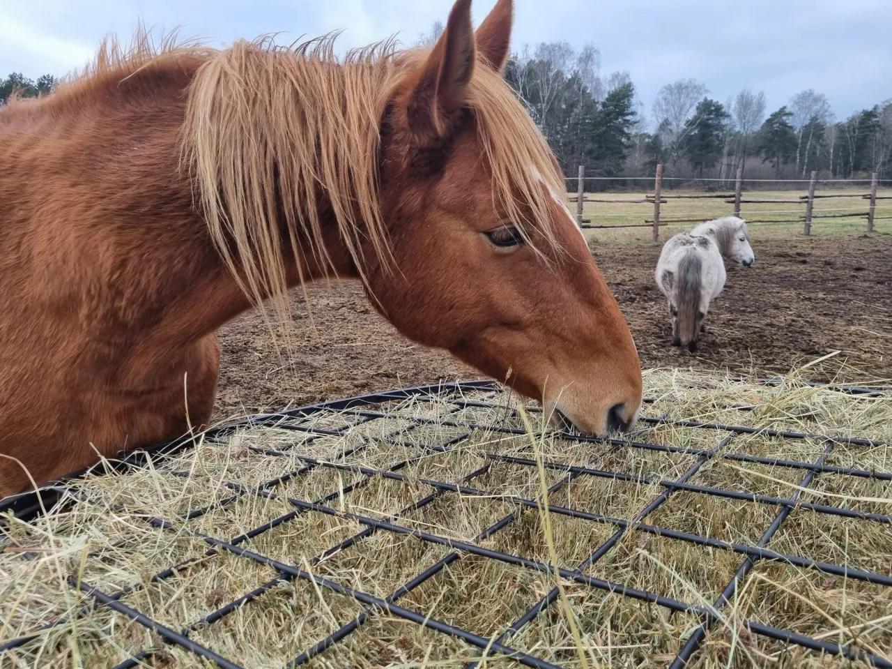 Koń jedzący z czystego paśnika na padoku