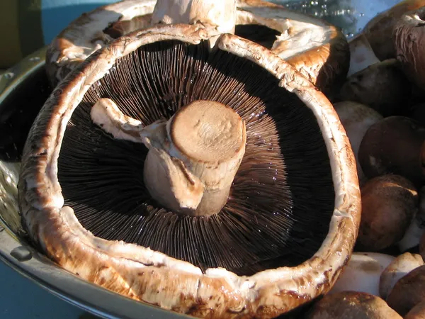 Riesenchampignons und Portobello Pilze