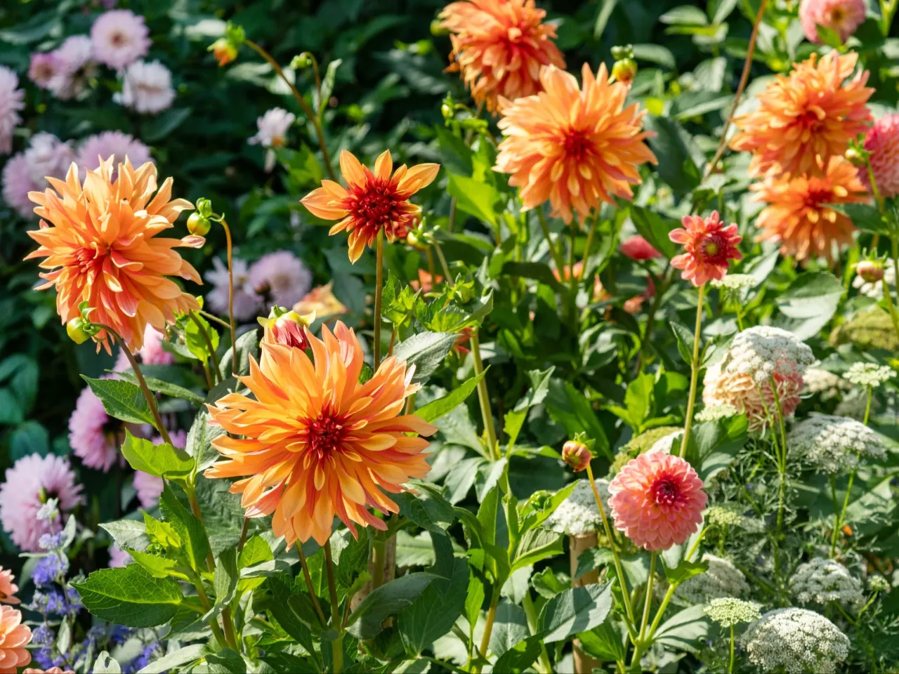 dalia w ogrodzie słoneczne stanowisko