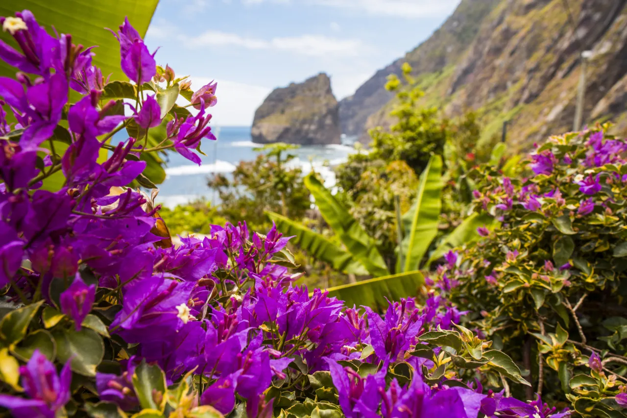 Madera wiosna kwitnące kwiaty lewady