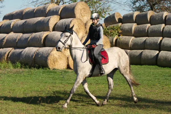 zalety i wady dzierżawy konia