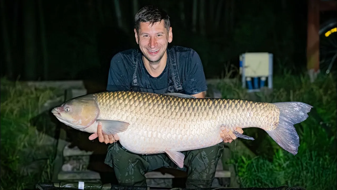 Duży karp amur Łowisko u Borsuka