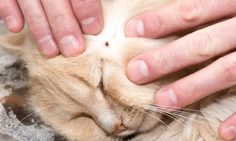 kleszcz na kocie powiększenie