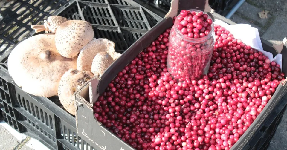 zbiory żurawiny owoce